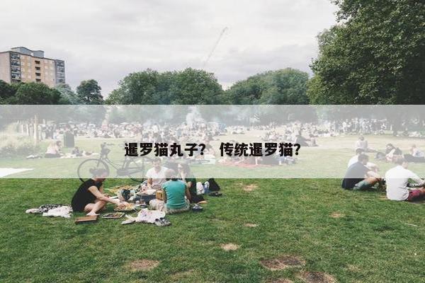 暹罗猫丸子？ 传统暹罗猫？