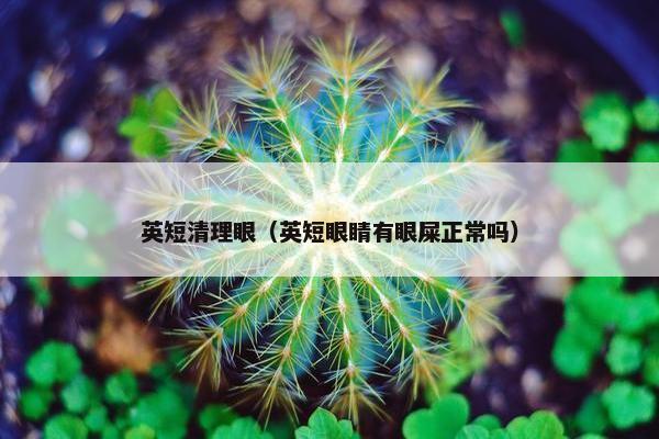 英短清理眼（英短眼睛有眼屎正常吗）