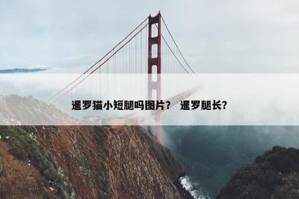 暹罗猫小短腿吗图片？ 暹罗腿长？
