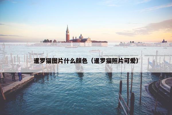 暹罗猫图片什么颜色（暹罗猫照片可爱）