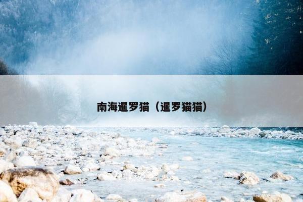 南海暹罗猫（暹罗猫猫）