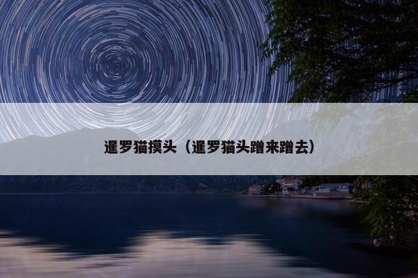 暹罗猫摸头（暹罗猫头蹭来蹭去）