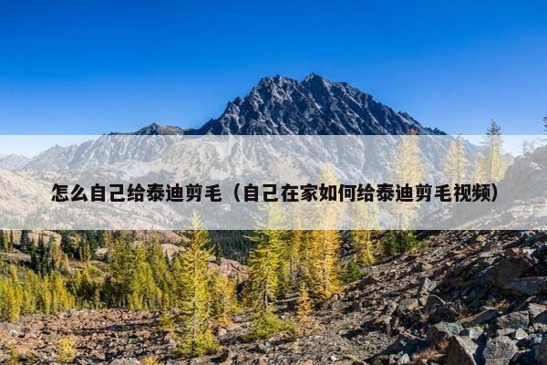 怎么自己给泰迪剪毛（自己在家如何给泰迪剪毛视频）
