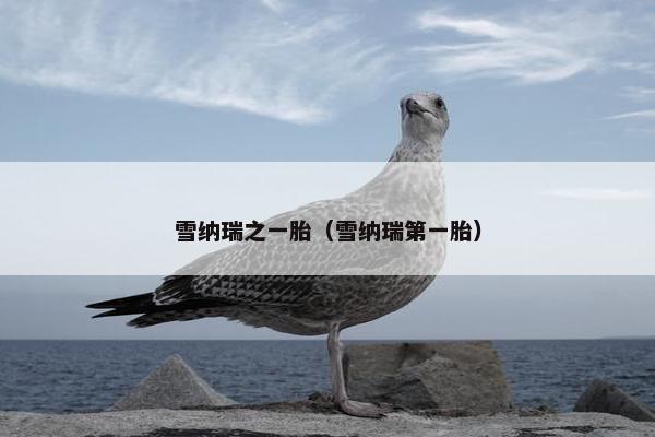 雪纳瑞之一胎（雪纳瑞第一胎）