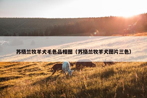 苏格兰牧羊犬毛色品相图（苏格兰牧羊犬图片三色）