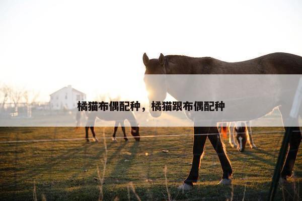 橘猫布偶配种，橘猫跟布偶配种