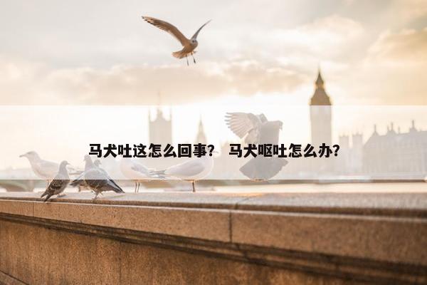 马犬吐这怎么回事？ 马犬呕吐怎么办？