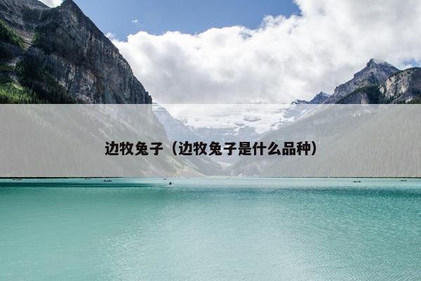 边牧兔子（边牧兔子是什么品种）