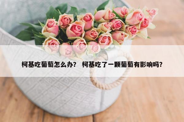 柯基吃葡萄怎么办？ 柯基吃了一颗葡萄有影响吗？