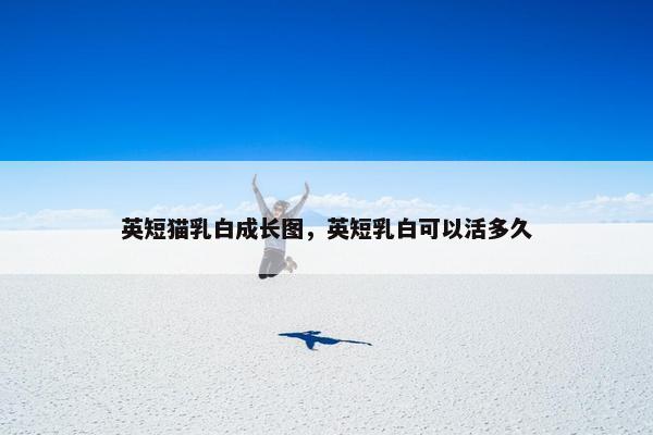 英短猫乳白成长图，英短乳白可以活多久