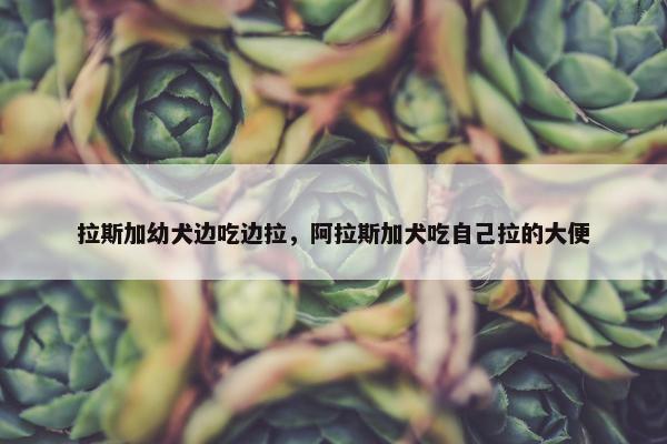 拉斯加幼犬边吃边拉，阿拉斯加犬吃自己拉的大便