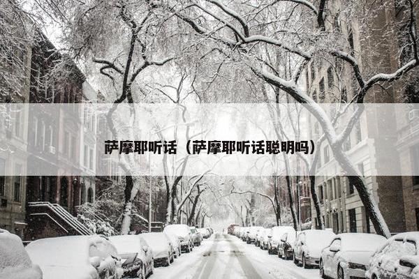 萨摩耶听话（萨摩耶听话聪明吗）