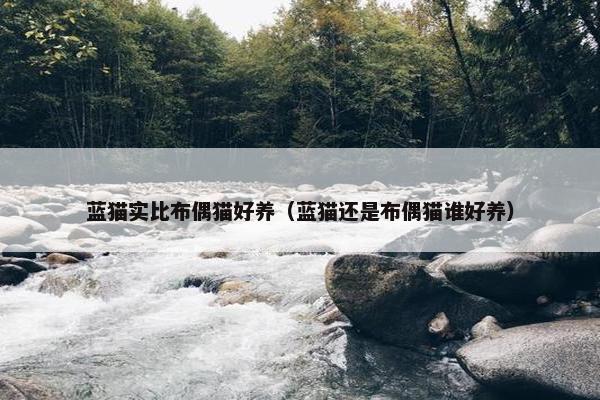 蓝猫实比布偶猫好养（蓝猫还是布偶猫谁好养）