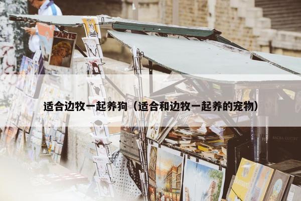 适合边牧一起养狗（适合和边牧一起养的宠物）