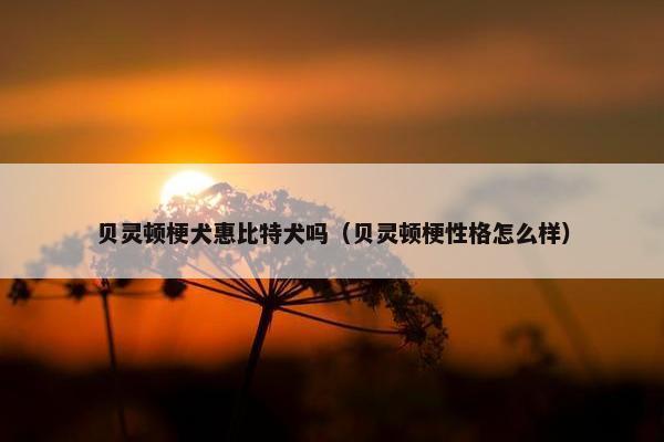 贝灵顿梗犬惠比特犬吗（贝灵顿梗性格怎么样）