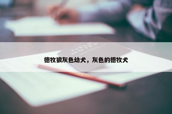 德牧狼灰色幼犬，灰色的德牧犬