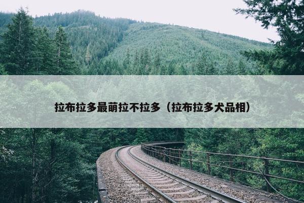 拉布拉多最萌拉不拉多（拉布拉多犬品相）