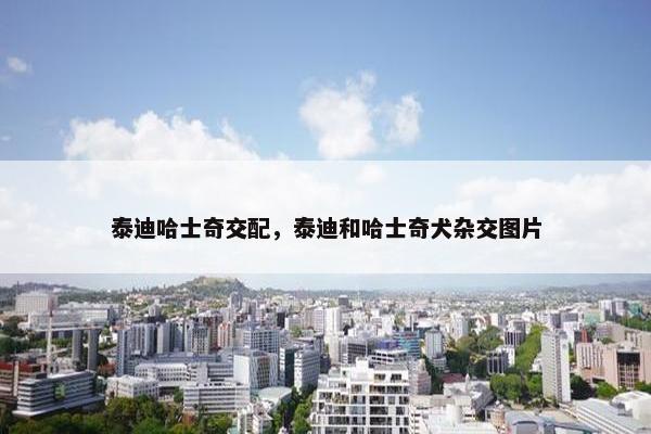 泰迪哈士奇交配，泰迪和哈士奇犬杂交图片
