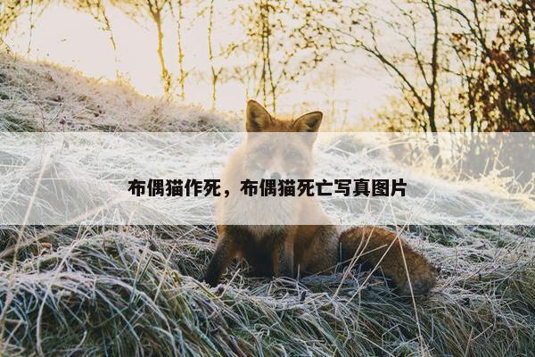 布偶猫作死，布偶猫死亡写真图片