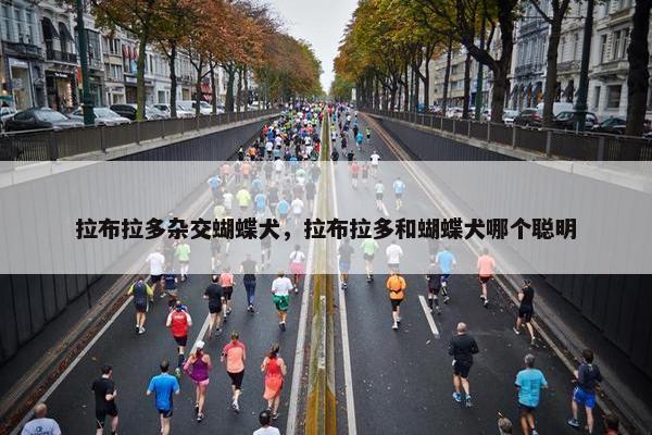拉布拉多杂交蝴蝶犬，拉布拉多和蝴蝶犬哪个聪明