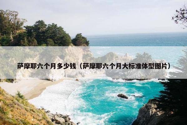 萨摩耶六个月多少钱（萨摩耶六个月大标准体型图片）