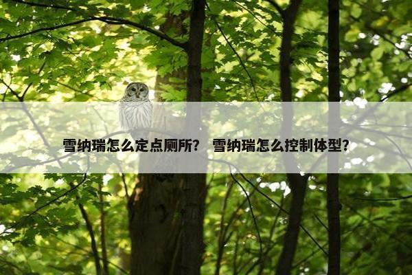 雪纳瑞怎么定点厕所？ 雪纳瑞怎么控制体型？
