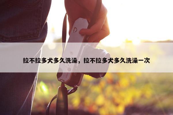 拉不拉多犬多久洗澡，拉不拉多犬多久洗澡一次