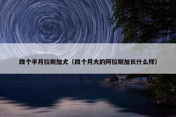 四个半月拉斯加犬（四个月大的阿拉斯加长什么样）