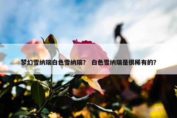 梦幻雪纳瑞白色雪纳瑞？ 白色雪纳瑞是很稀有的？