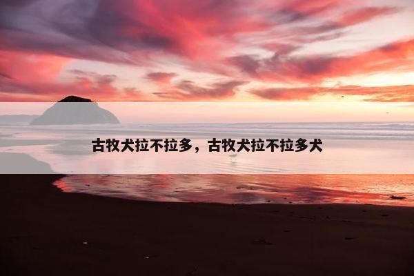 古牧犬拉不拉多，古牧犬拉不拉多犬