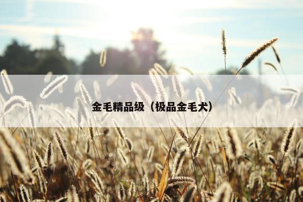 金毛精品级（极品金毛犬）