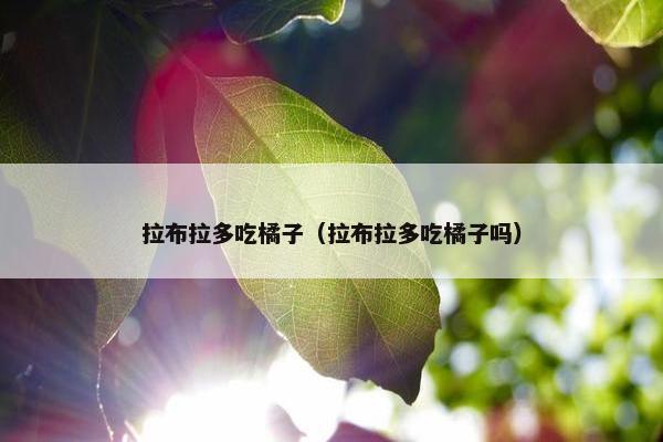 拉布拉多吃橘子（拉布拉多吃橘子吗）
