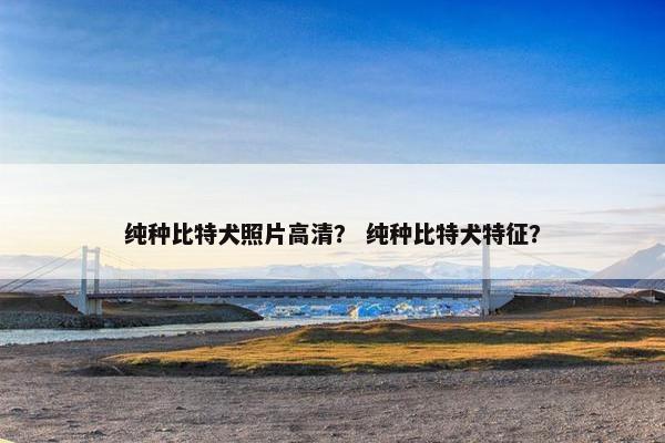 纯种比特犬照片高清？ 纯种比特犬特征？