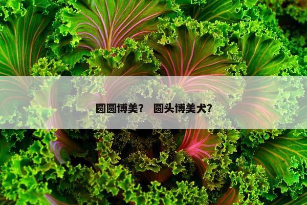 圆圆博美？ 圆头博美犬？