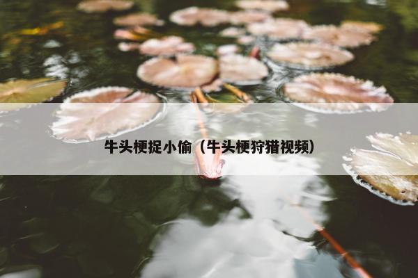 牛头梗捉小偷（牛头梗狩猎视频）