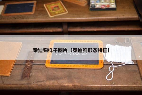 泰迪狗样子图片（泰迪狗形态特征）