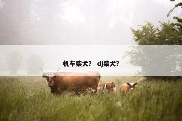 机车柴犬？ dj柴犬？