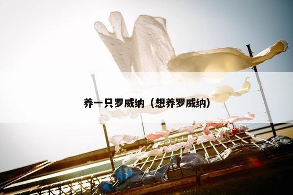 养一只罗威纳（想养罗威纳）