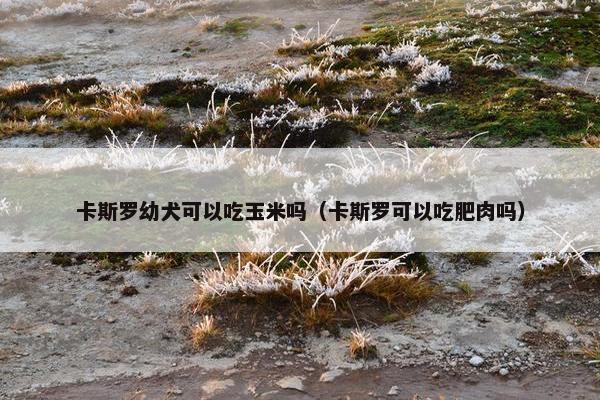 卡斯罗幼犬可以吃玉米吗（卡斯罗可以吃肥肉吗）