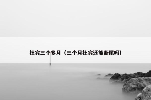 杜宾三个多月（三个月杜宾还能断尾吗）