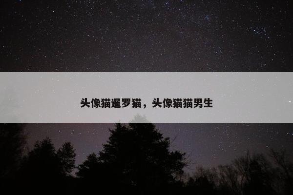 头像猫暹罗猫，头像猫猫男生