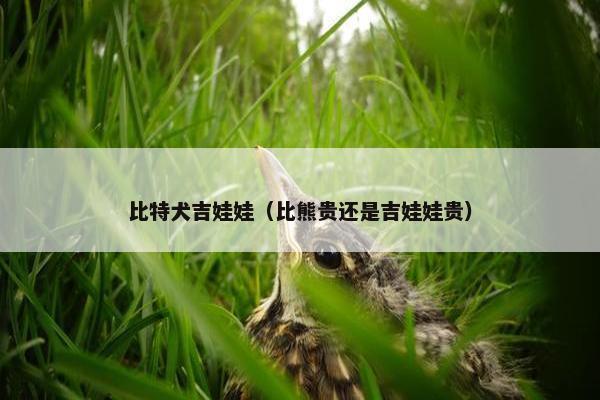 比特犬吉娃娃（比熊贵还是吉娃娃贵）