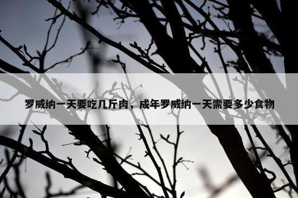 罗威纳一天要吃几斤肉，成年罗威纳一天需要多少食物