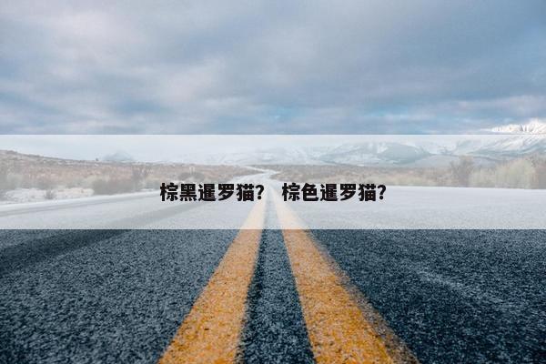 棕黑暹罗猫？ 棕色暹罗猫？