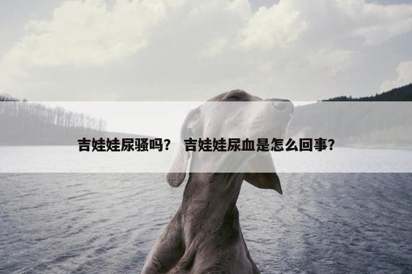 吉娃娃尿骚吗？ 吉娃娃尿血是怎么回事？