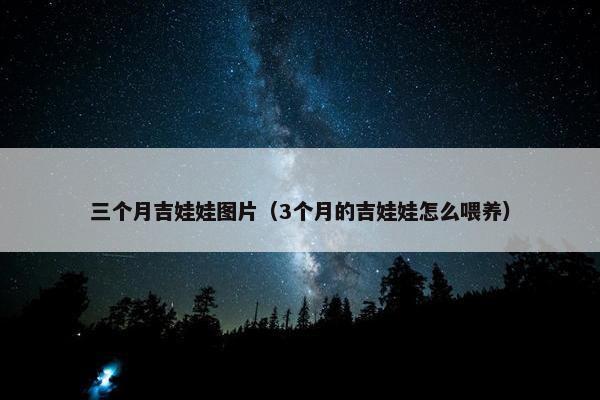 三个月吉娃娃图片（3个月的吉娃娃怎么喂养）