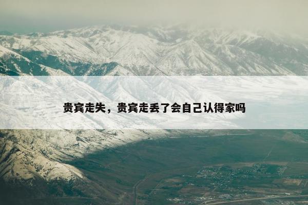 贵宾走失，贵宾走丢了会自己认得家吗
