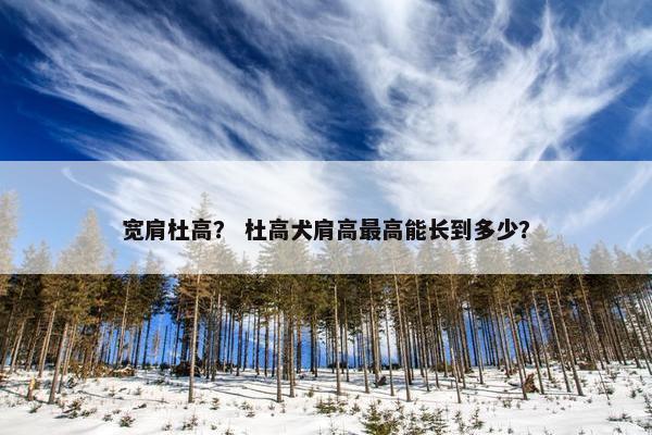 宽肩杜高？ 杜高犬肩高最高能长到多少？