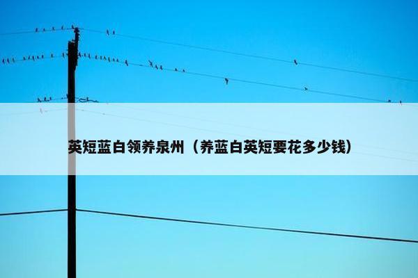英短蓝白领养泉州（养蓝白英短要花多少钱）