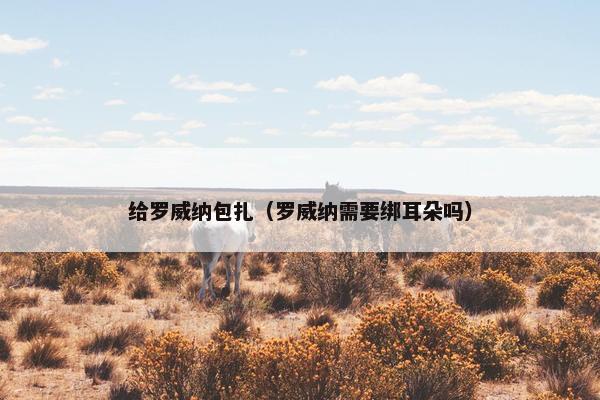给罗威纳包扎（罗威纳需要绑耳朵吗）